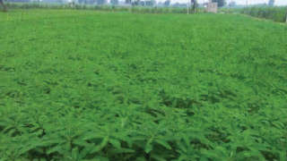 Increase soil fertility by growing green manure