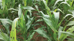 Infestation of Fall Armyworm in Maize