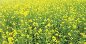 Need of micronutrients for the proper growth of mustard crops