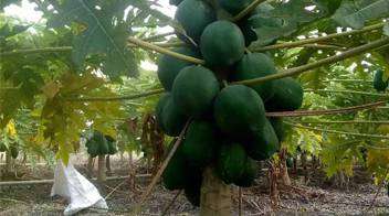 Abundant fruits of papaya due to proper planning of the farmer