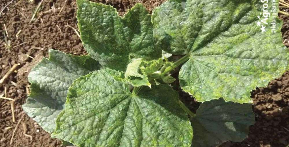 Affected cucumber growth due to Sucking Pest attack