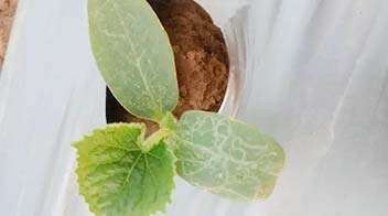 Affected growth of cucumber due to leaf miner infestation