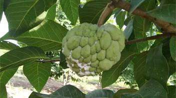 Effect on the growth of Custard apple due infestation of mealy bugs.