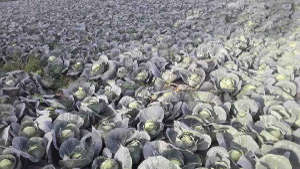 Spray Micronutrint for Good Quality Cabbage