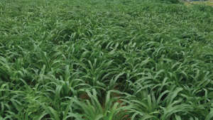 Proper Nutrient Management in Bajara for Maximum Yield