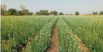 Production of quality onion seed in the field.