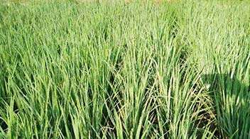 Proper nutrient management for maximum paddy yield