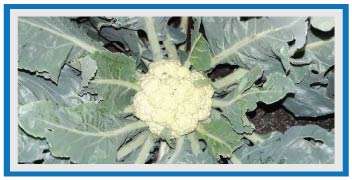 Larval attack on Cauliflower