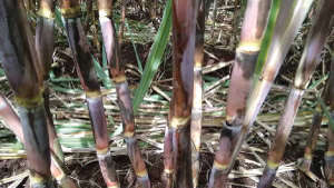 Recommended Dose of Fertiliser for Maximum Yield of Sugarcane