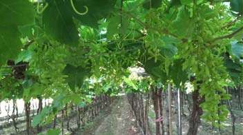 Vigorous and healthy Grape farm due to the good management of the farmer