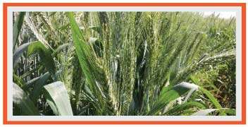 Well-managed wheat farm