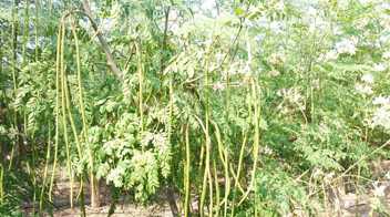 Due to the adequate quantity of water and fertilizer management, lots of drumsticks to the tree of drumsticks