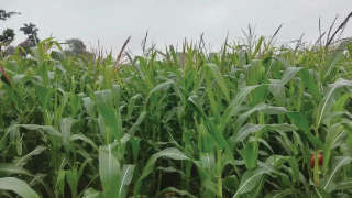 Apropriate Nutrient Management for Maximum Maize Production