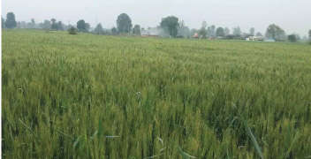Proper management of nutrients for maximum wheat production.