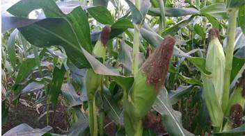Increased corn production due to better management