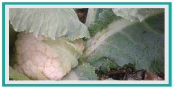 Leaf eating catterpiller attack on Cauliflower