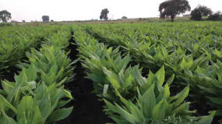 Appropriate Nutrients Management for Maximum Turmeric Production