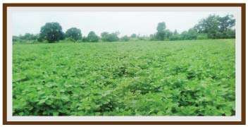 Healthy and vigorous Soybean plot