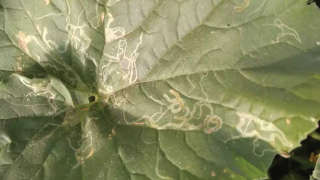Leaf minor pest infestation on Cucumber
