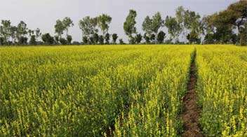 Growth in mustard production due to weed less and vigorous growth