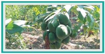 Papaya fruits in their growth stage