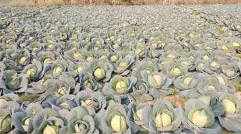 Increased production of cabbage due to proper fertilizer and water management.