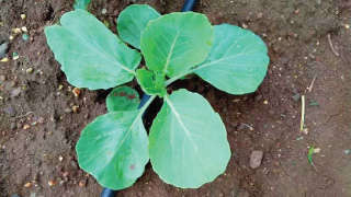 Proper Nutrient Management Cauliflower for Good Growth