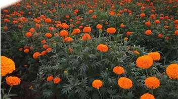 Advanced nutrients resulted in good quality marigold farming