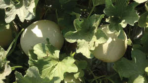 Give recomanded fertilizer for good growth of muskmelon
