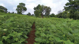 ProvideRecommended Fertiliser for Maximum Production of Cotton