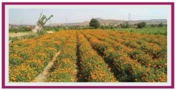 Well planned and attractive Marigold farm