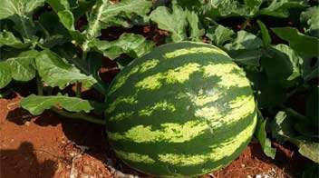 Well cultivated watermelon through integrated management