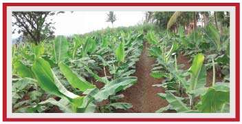ઝડપી વિકાસ વાળું અને સ્વસ્થ કેળાનું ખેતર