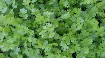 Robust and healthy growth of Coriander due to proper planning of nutrients