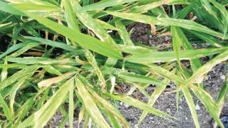 Infestation of Leaf Blight in Ginger Crop