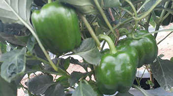 Vigourous growth and healthy farm of Capsicum