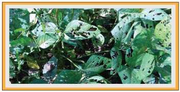 Damage in Soyabean caused by leaf eating caterpillar