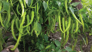 Adequate Nutrient Management for Good Quality of Chilli