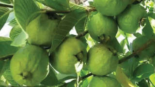 Healthy and good growth of guava
