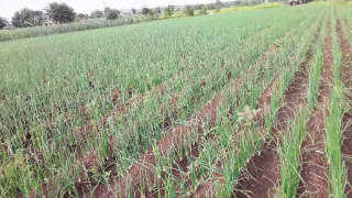 Appropriate Nutrient Management for Maximum Production of Onion