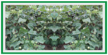 Very good boll formation in cotton