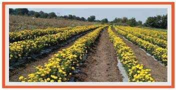 Well managed and healthy Marigold plot
