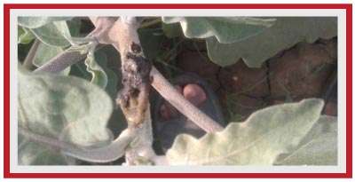 बैंगन पर फली छेदक का संक्रमण।