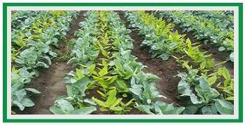 Cabbage intercropping in Turmeric crop