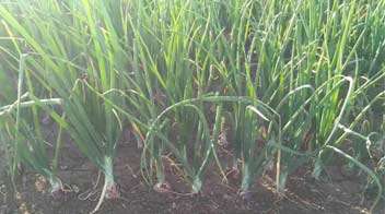Integrated management of healthy onion farm
