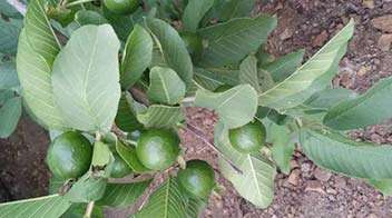 Guava in the state of growth