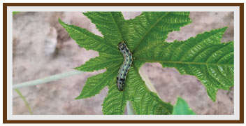 Leaf eating caterpillar on Castor