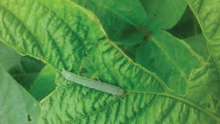 Infestation of caterpiller on soybean crop 
