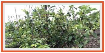 Guava farming done with Improved management