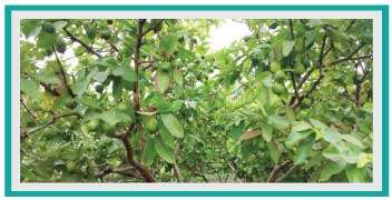 Guavas in growth stage